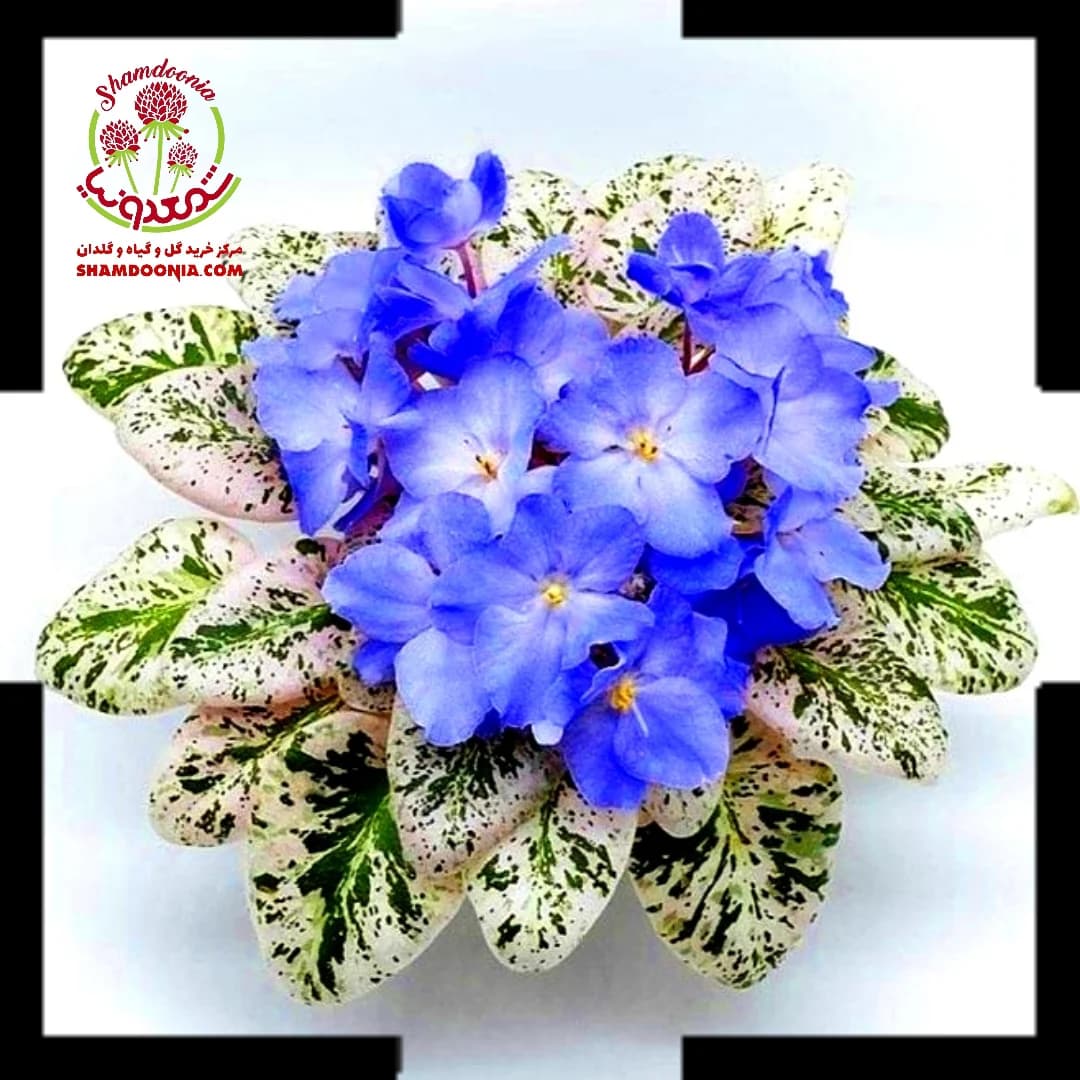 بنفشه آفریقایی ابلق روسی