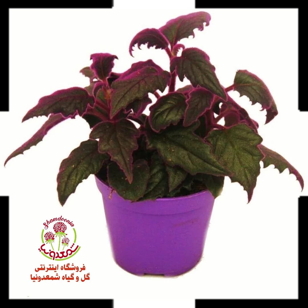 ژنوریا بنفش