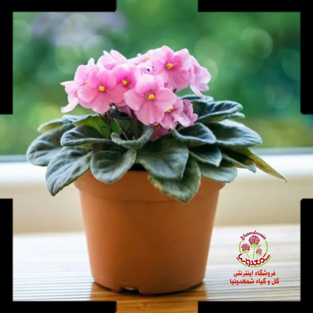 بنفشه آفریقایی گل صورتی زینتی