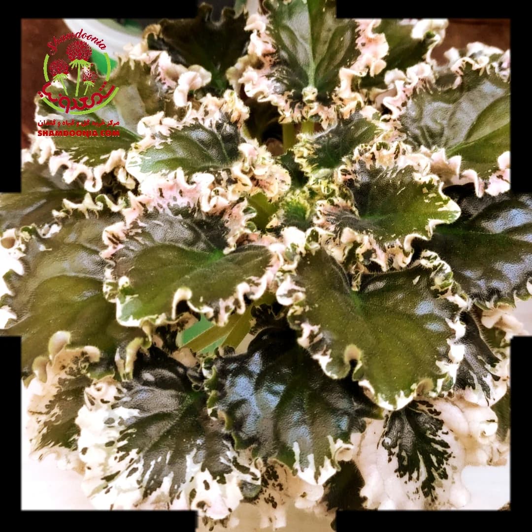 بنفشه آفریقایی چین چین – گیاه آپارتمانی زیبا و گلدار