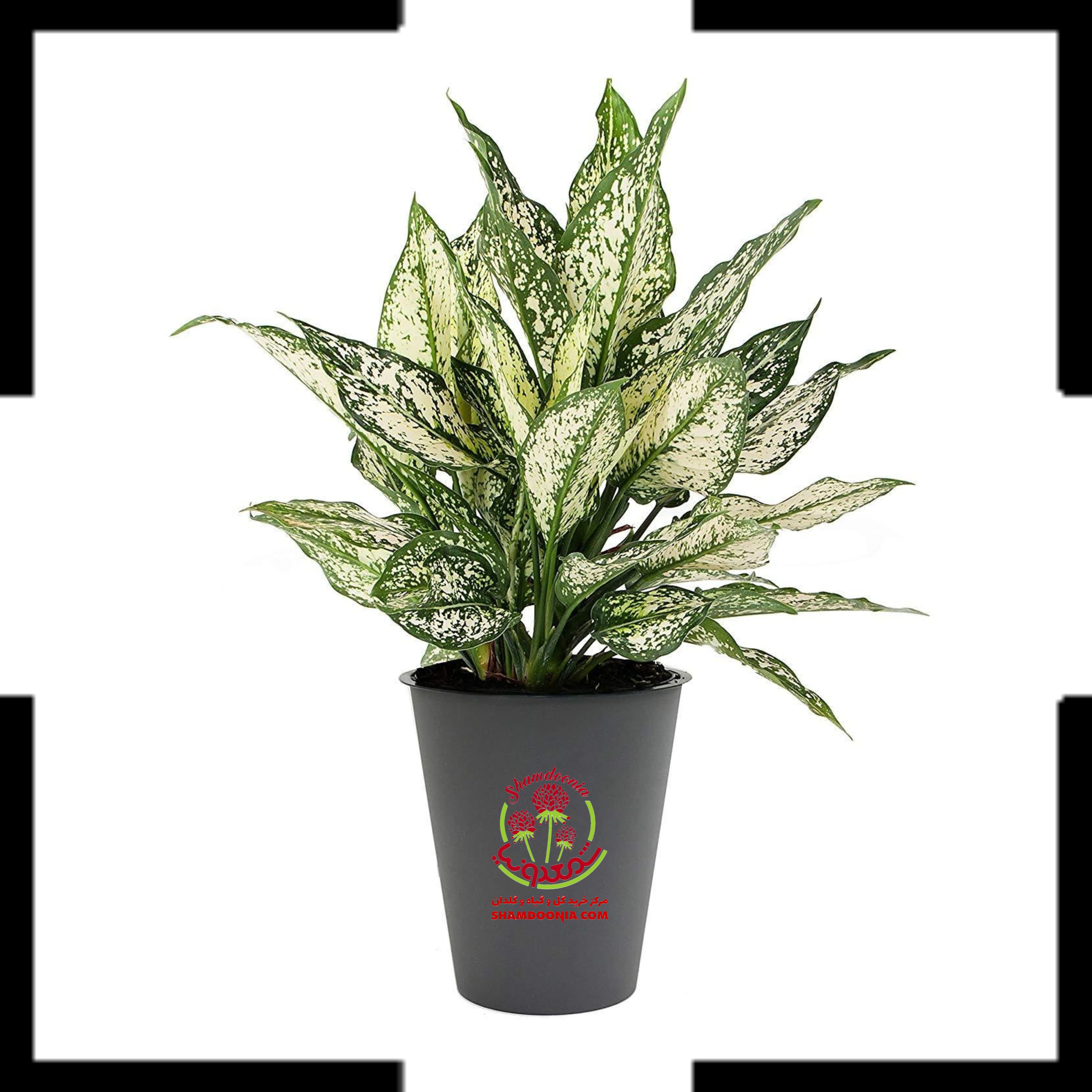 آگلونما سفید – White Aglaonema