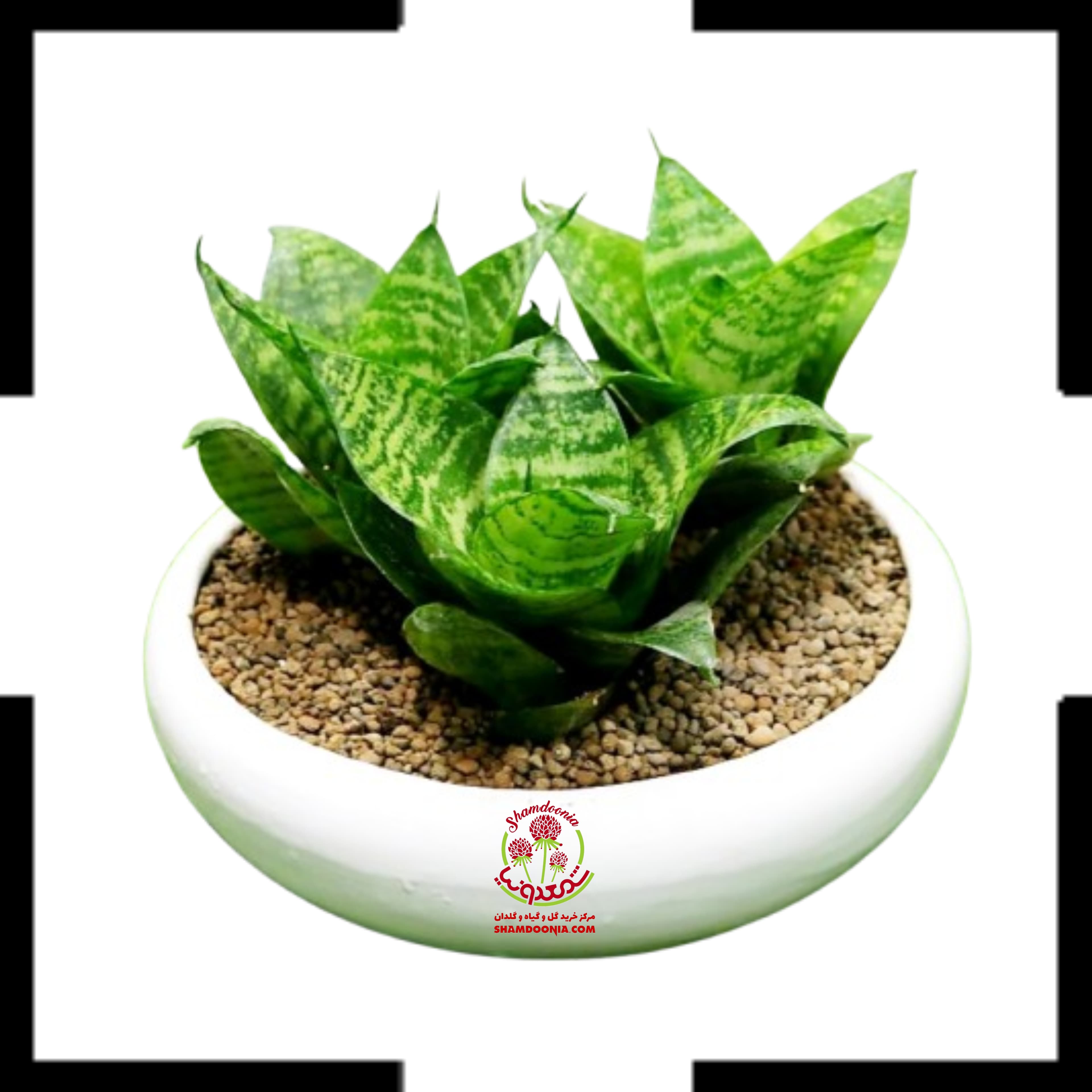 دیش گاردن سه سانسوریا پاکوتاه