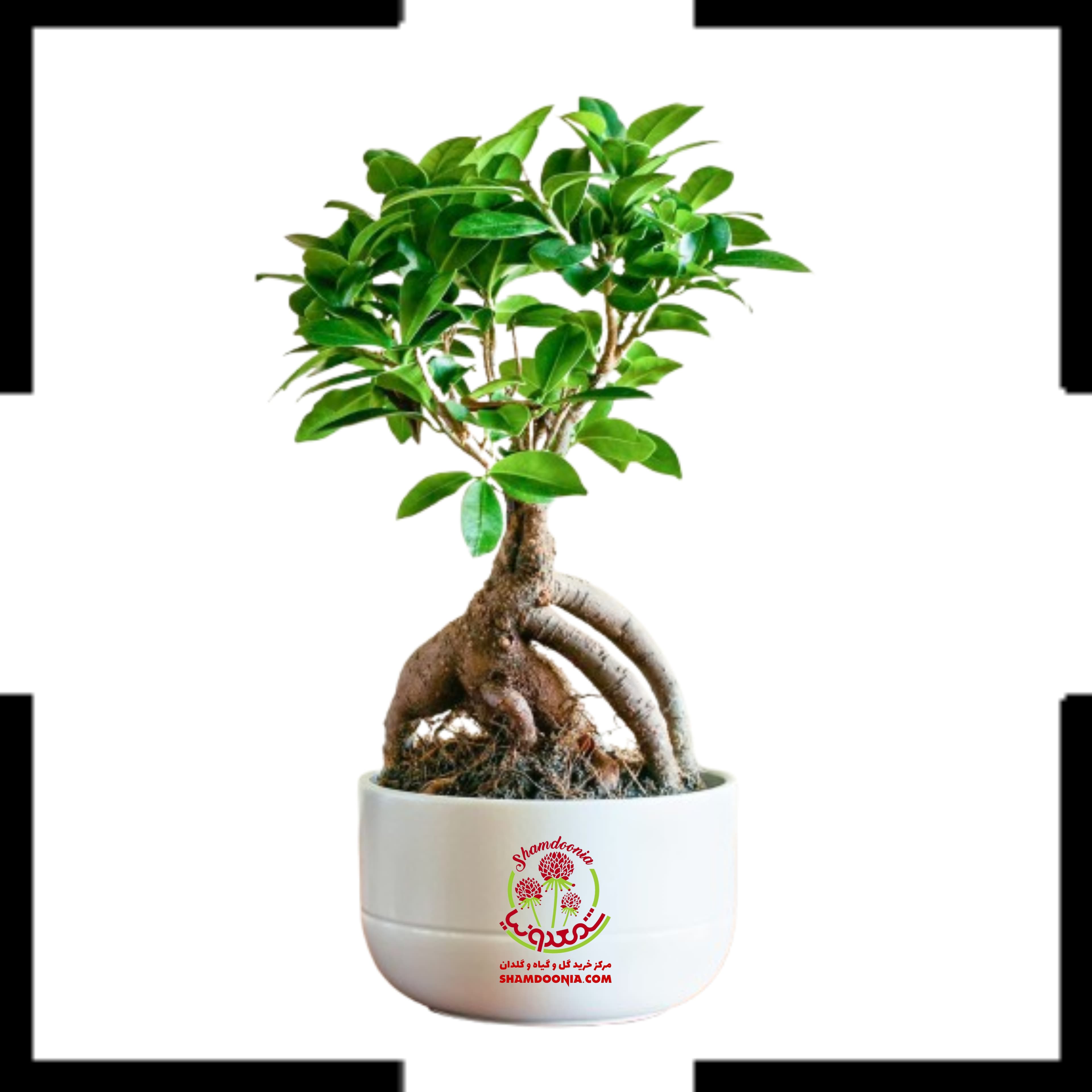 بونسای فیکوس جنسینگ (ارسال سریع)
