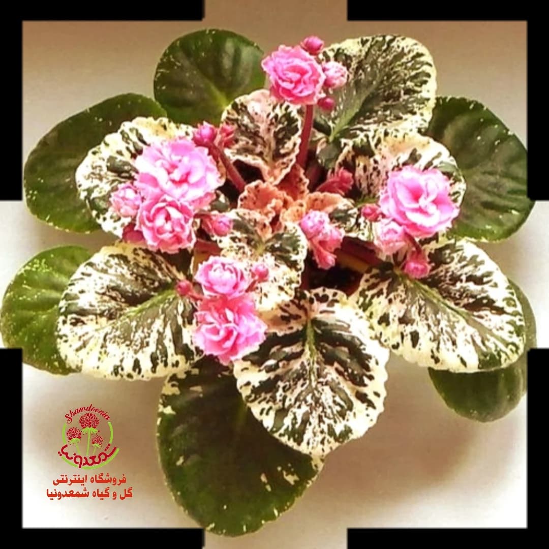 گیاه بنفشه آفریقایی گلدار Genetic Blush — تصویر ۲
