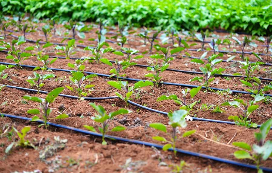 تحقیق درباره سیستمهای آبیاری تحت فشار (بارانی و قطره ای)