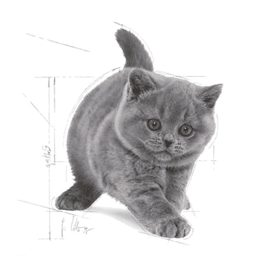 غذای خشک گربه بریتیش کیتن رویال کنین – Royal Canin British Shorthair Kitten — تصویر ۶