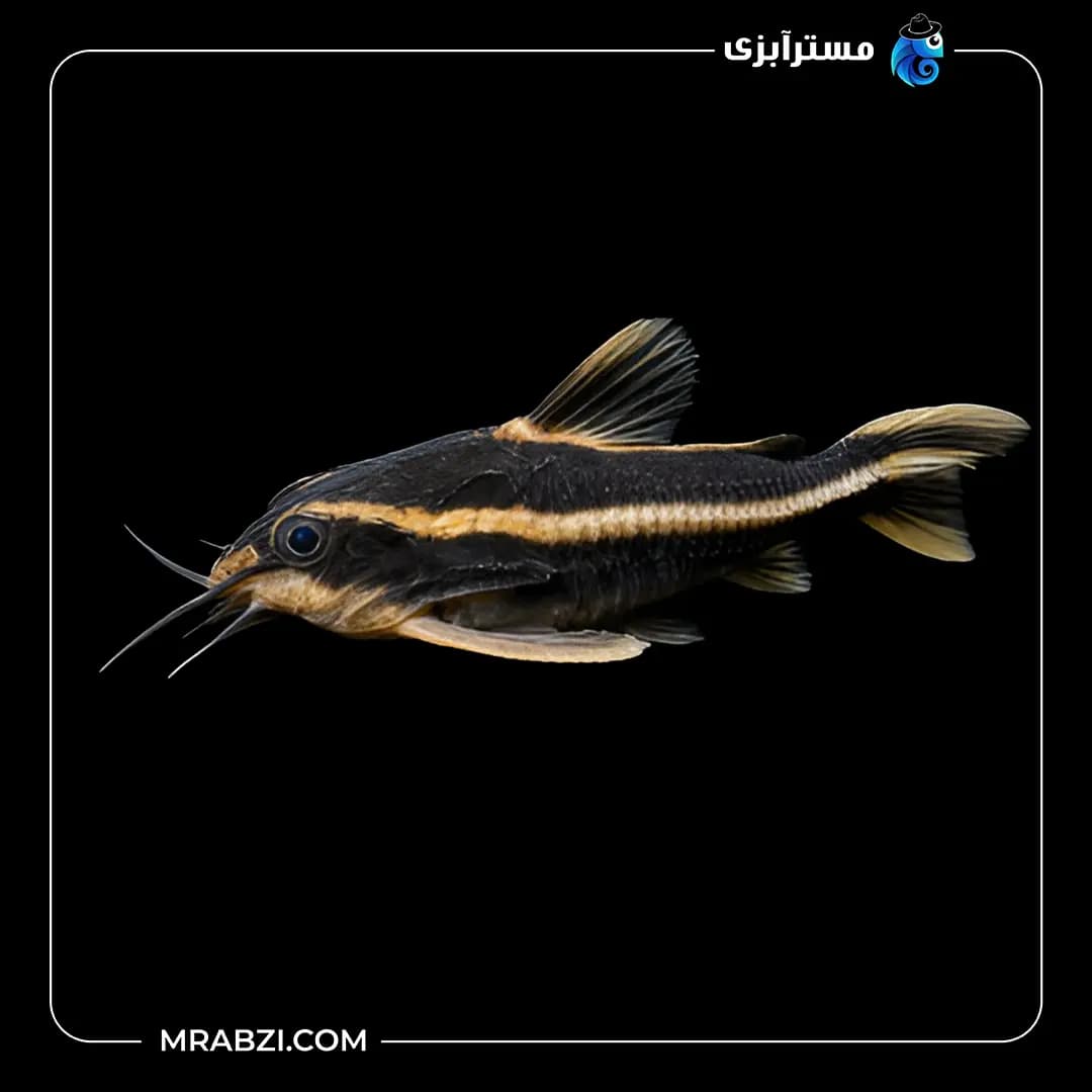 ماهی کت فیش دورادید