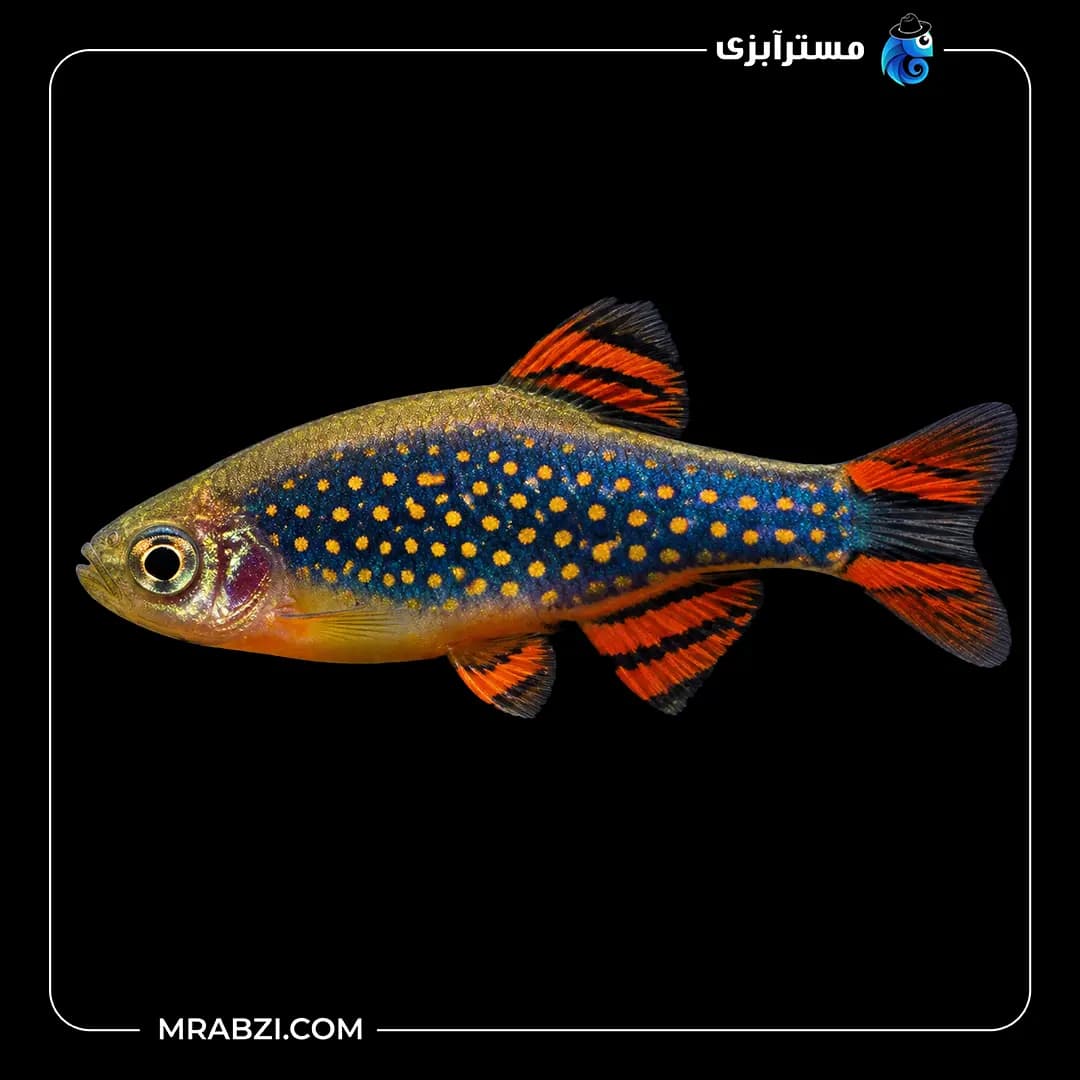 ماهی رازبورا گلکسی
