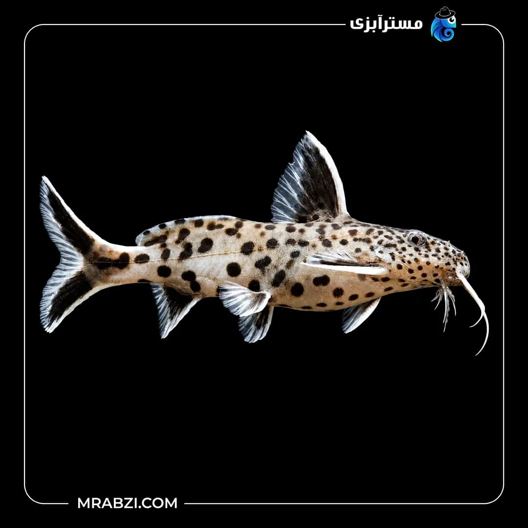ماهی کت پتریکولا