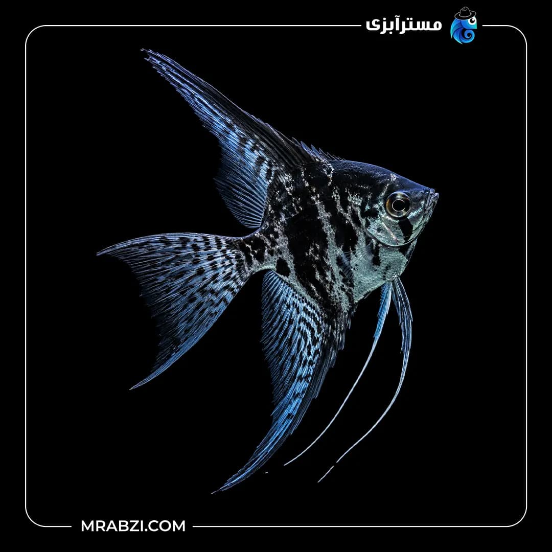 ماهی آنجل گرین تایگر