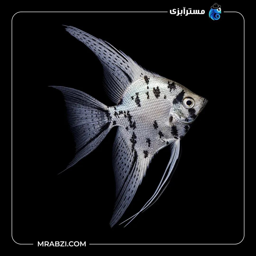 ماهی آنجل سوشی
