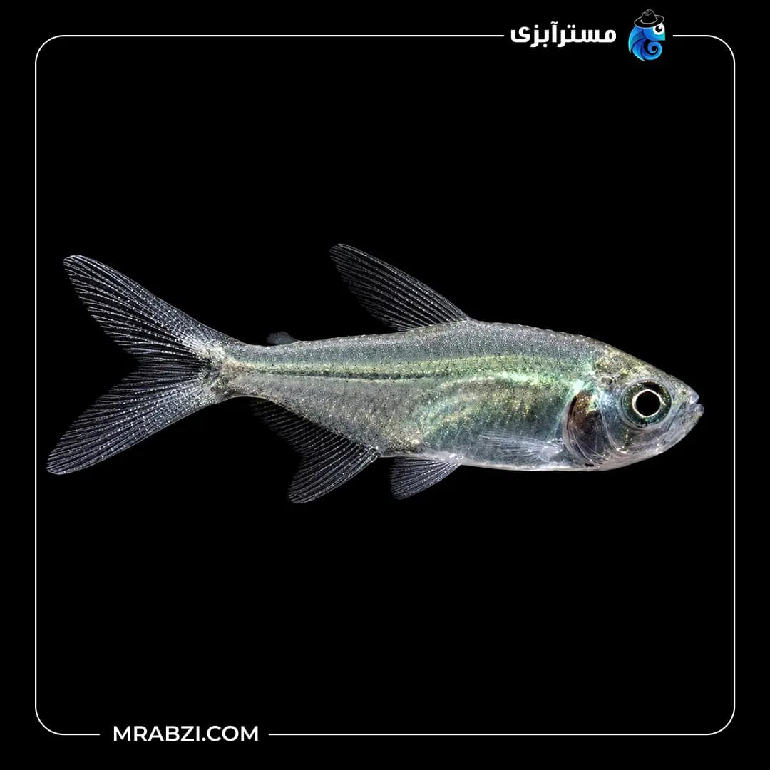 ماهی تترا کاستا