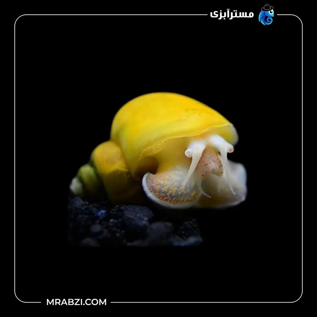حلزون سیب