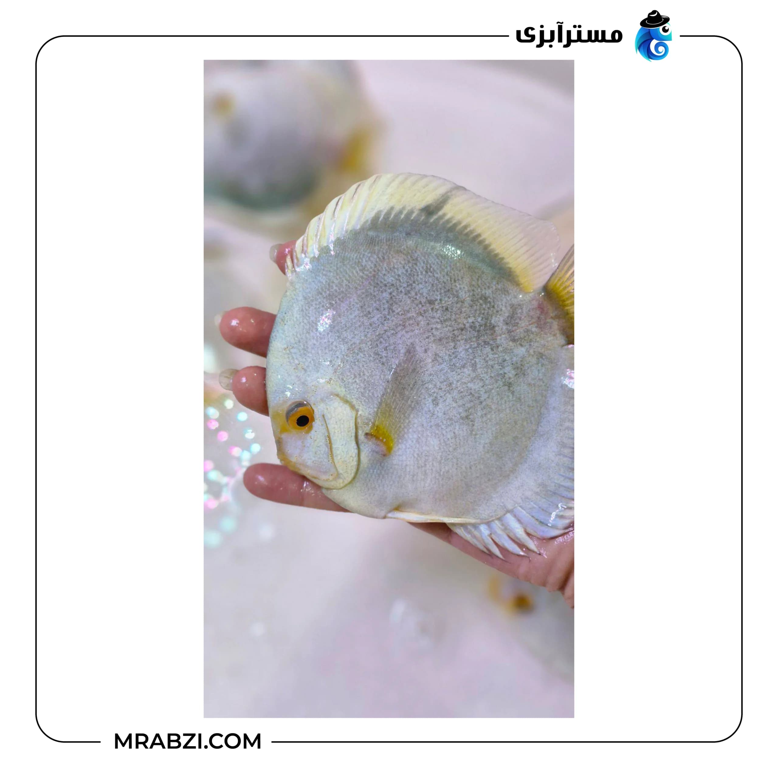 دیسکس مرکوری — تصویر ۳