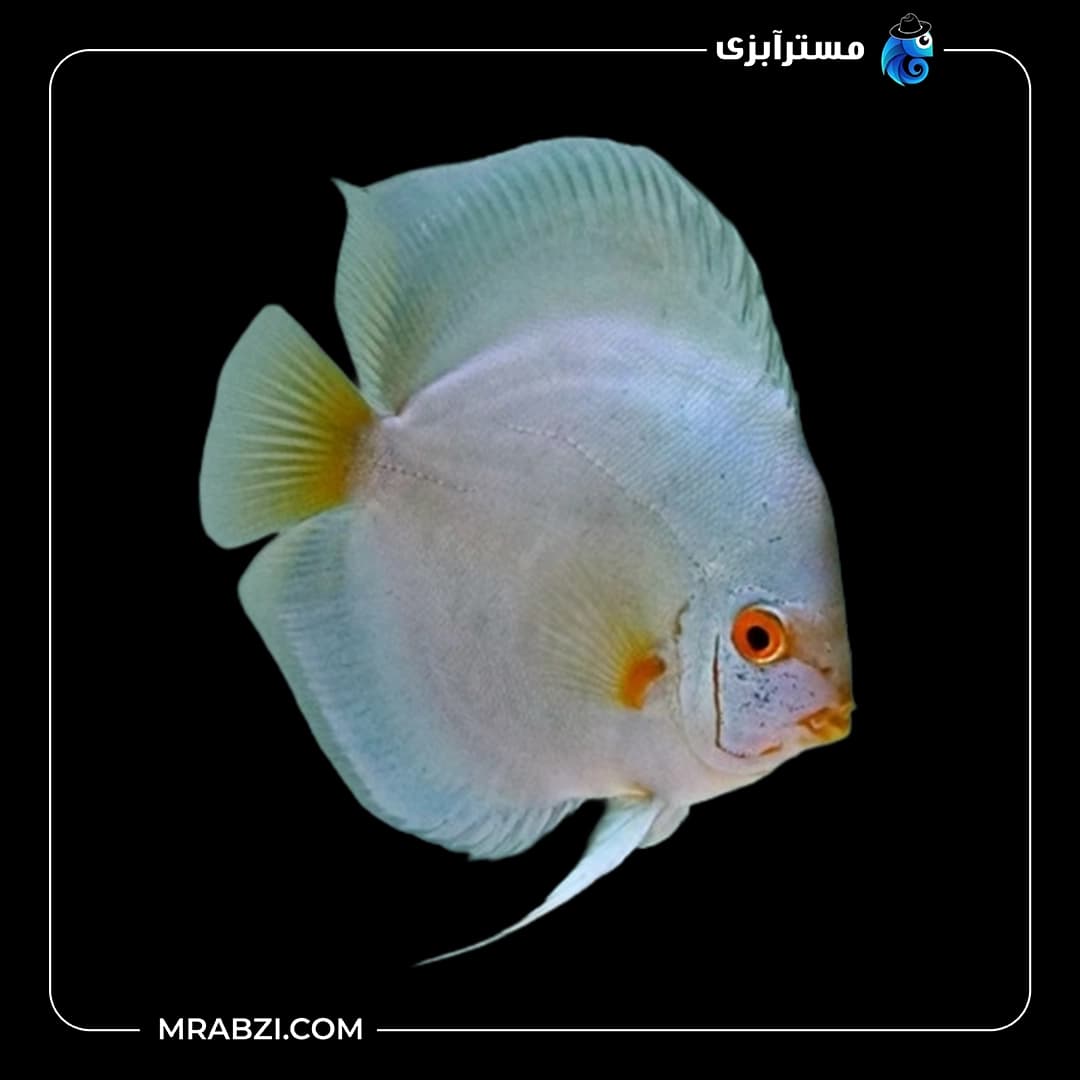 دیسکس مرکوری