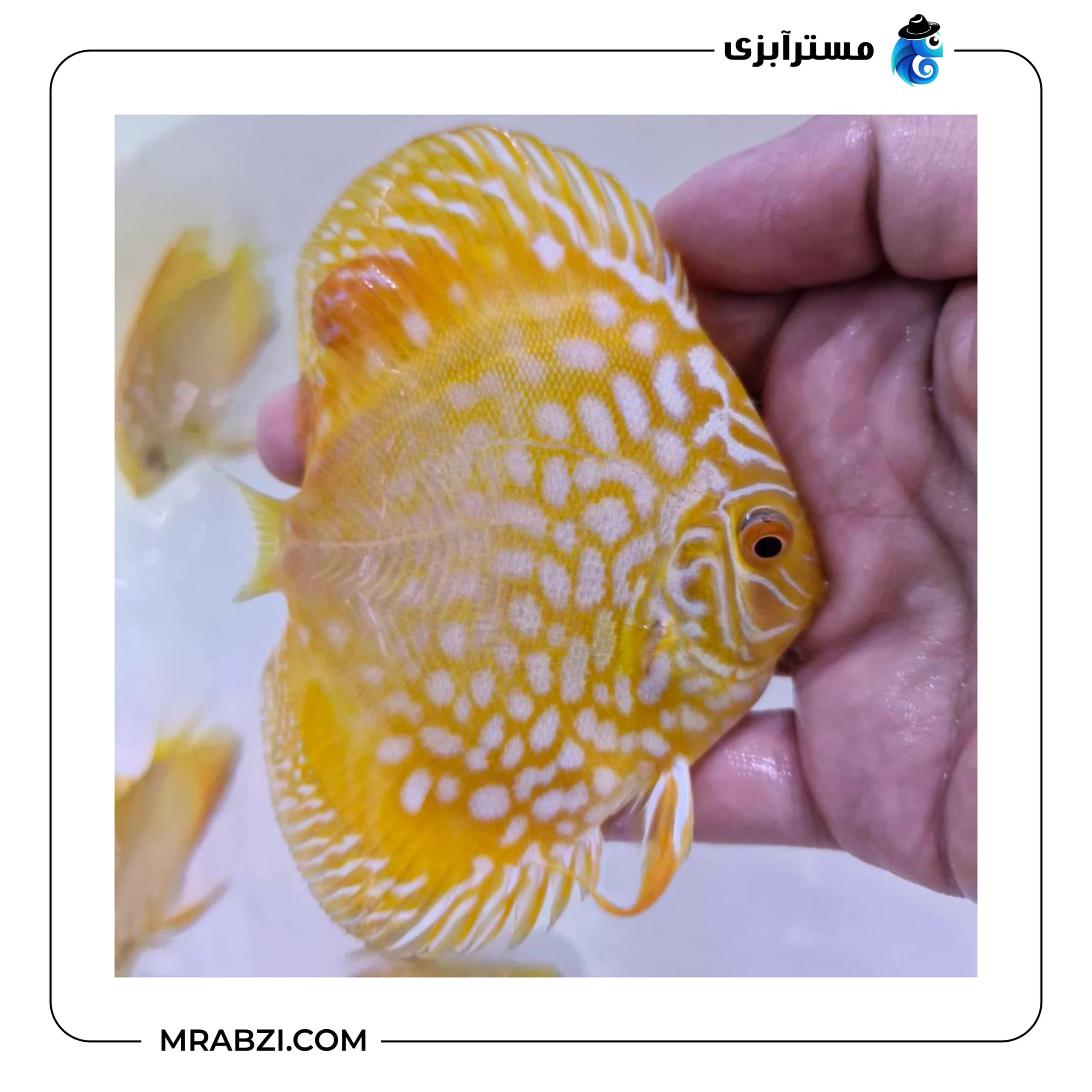 دیسکس گلدن چکر بورد — تصویر ۳
