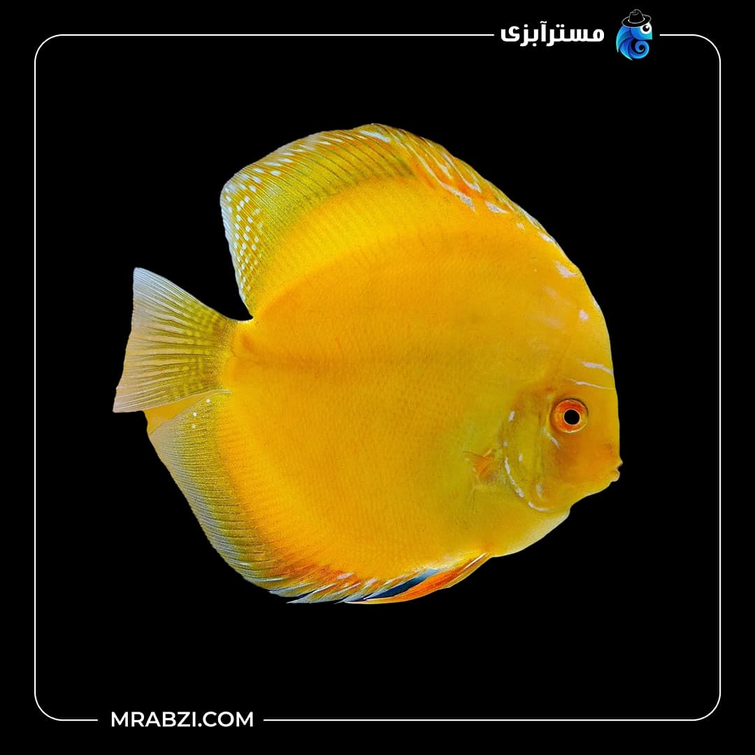 دیسکس گلدن دایموند