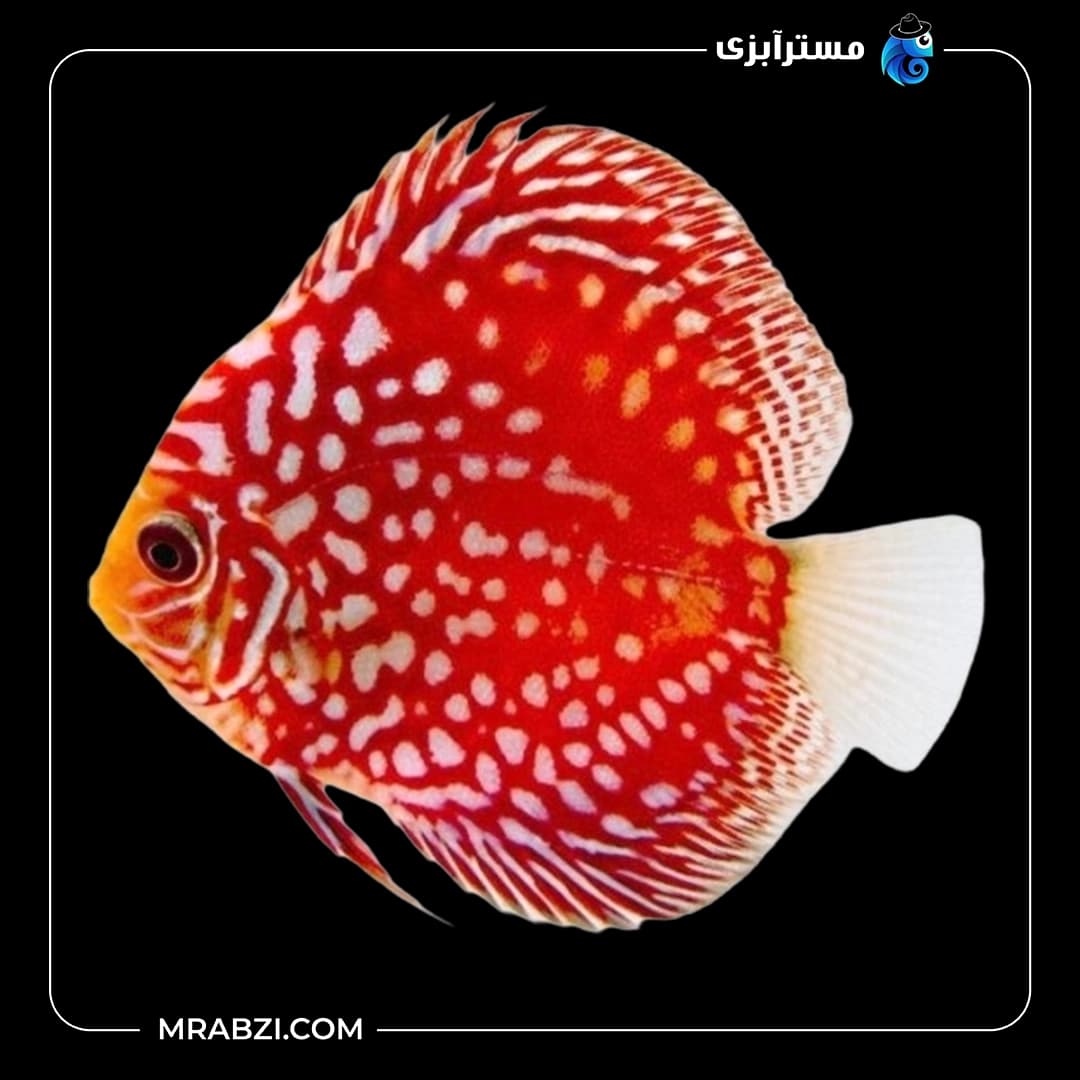 دیسکس فایر فانیکس — تصویر ۲