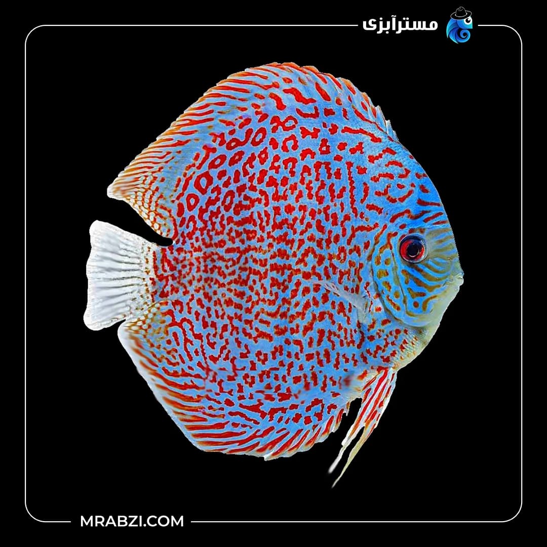دیسکس سوپر لئو پارد