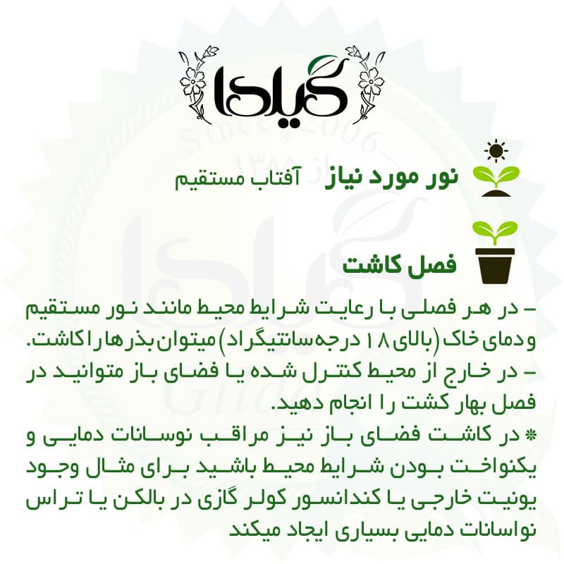 بذر گل گندم الوان گیلدا کد 970 — تصویر ۵
