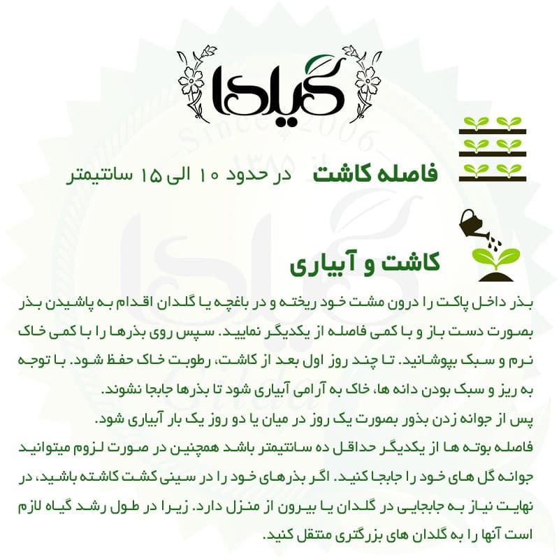 بذر گل گندم الوان گیلدا کد 970 — تصویر ۷