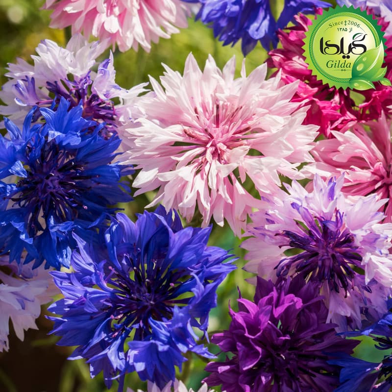 بذر گل گندم الوان گیلدا کد 970 — تصویر ۸