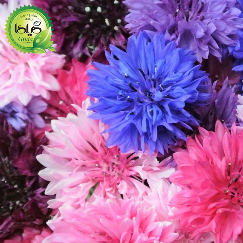 بذر گل گندم الوان گیلدا کد 970 — تصویر ۹