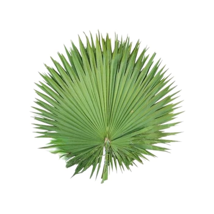 برگ پالم