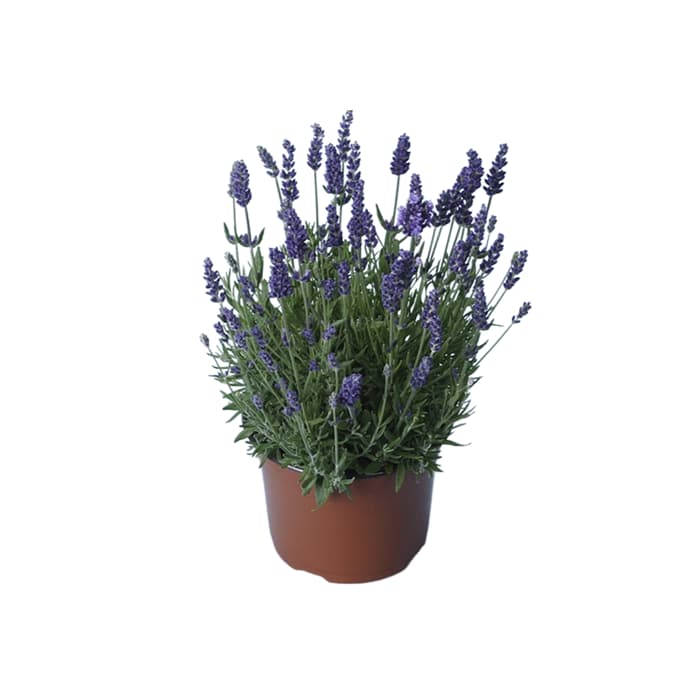 گیاه اسطوخودوس