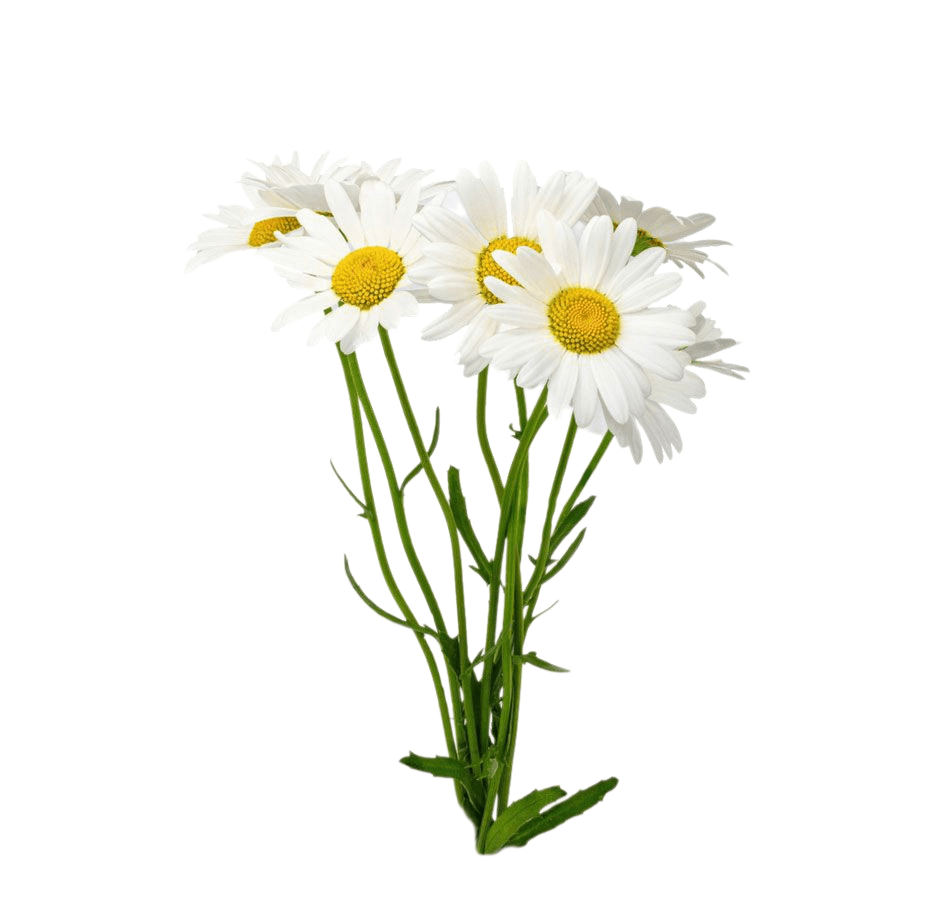 گل مارگریت شاخه بریده