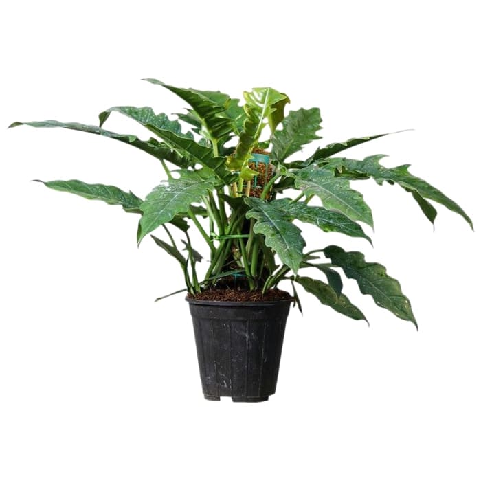 گل فیلودندرون کنگره ای