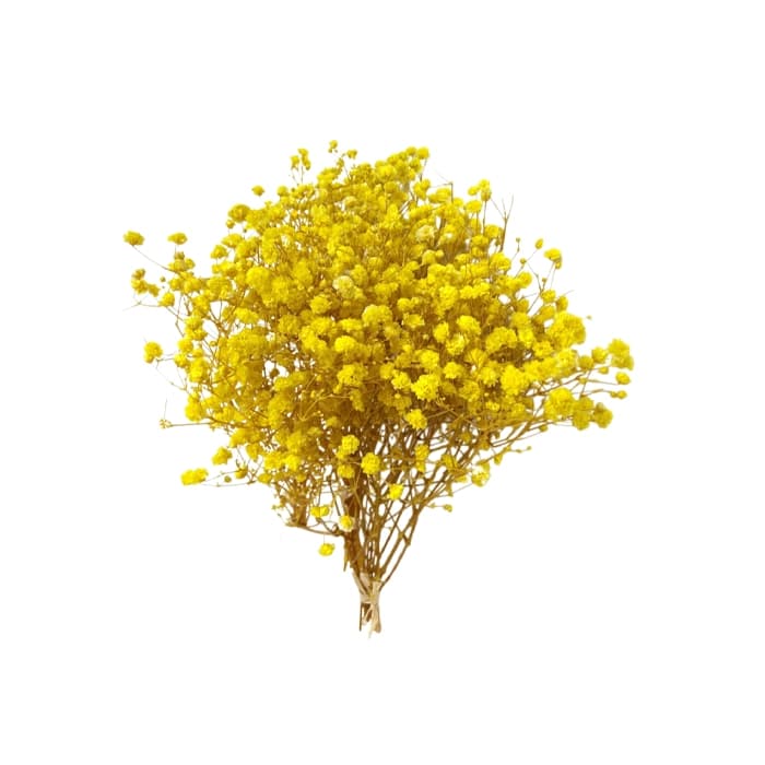 گل عروس رنگی