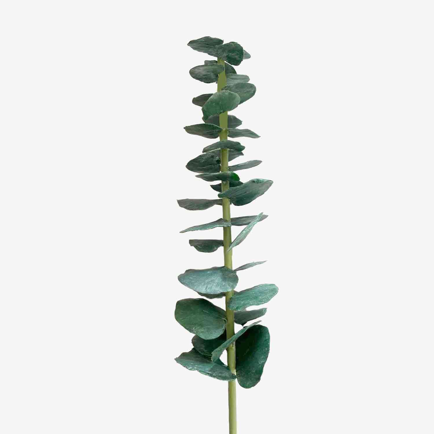 شاخه اکالیپتوس