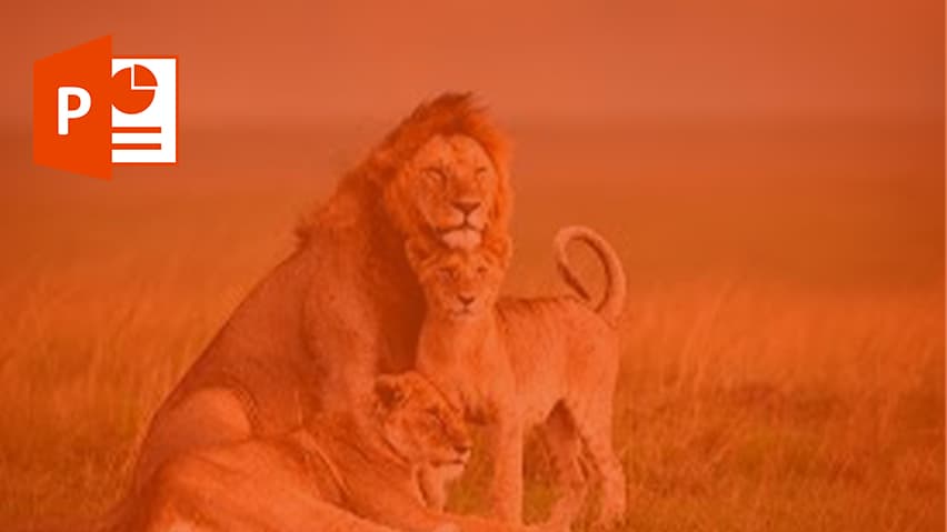 و دانلود پاورپوینت شیر ها
