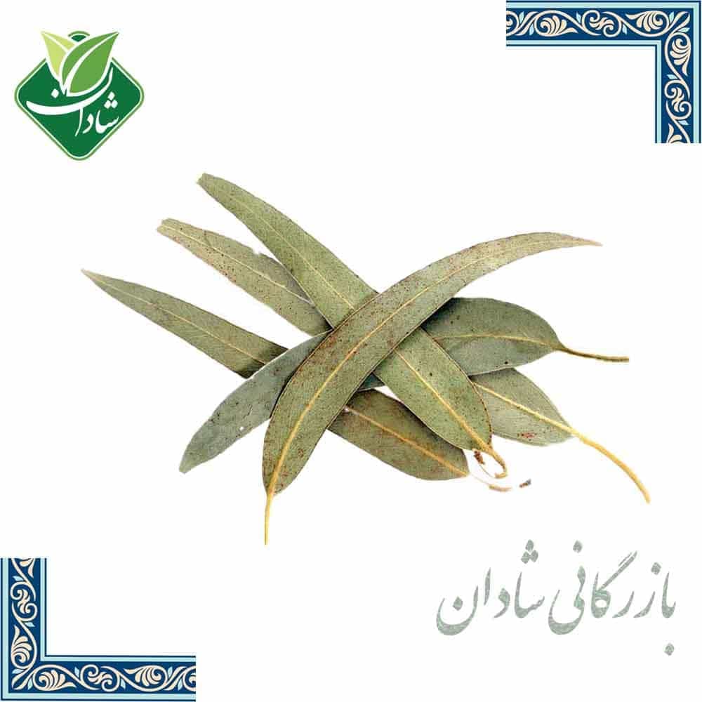 برگ اکالیپتوس 100 گرمی