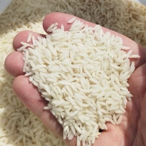برنج طارم هاشمی اصل شمال با ضمانت اصلی بودن و کاملا ارگانیک — تصویر ۲