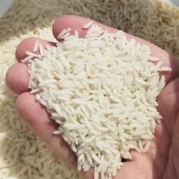برنج طارم هاشمی اصل شمال با ضمانت اصلی بودن و کاملا ارگانیک — تصویر ۳