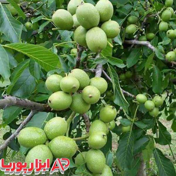 نهال گردو شيلی