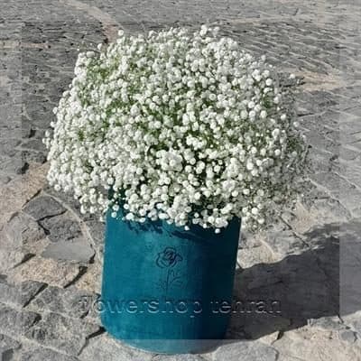 گلفروشی نزدیک کوچه جمشید