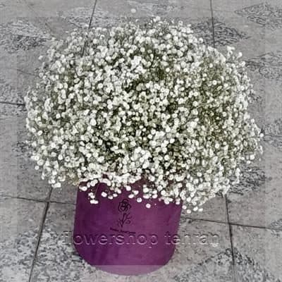 گلفروشی نزدیک کوچه پروین — تصویر ۲