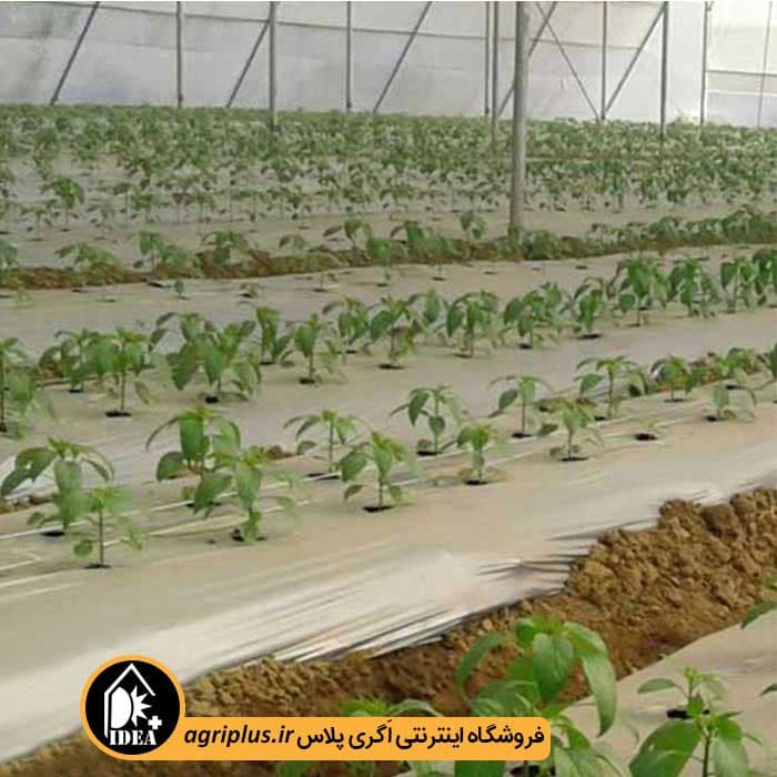 نایلون صیفی جات