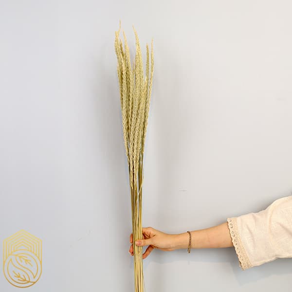 گل خشک طبیعی گندم کد sh153 — تصویر ۲