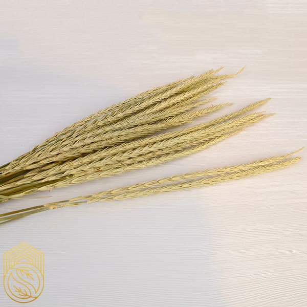 گل خشک طبیعی گندم کد sh153 — تصویر ۴
