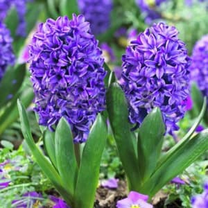 پیاز سنبل هلندی رقم بلو تراپی