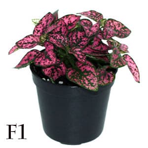 بذر گل سنگ رز پاکت اورجینال پان آمریکن ۱۰۰۰ عددی