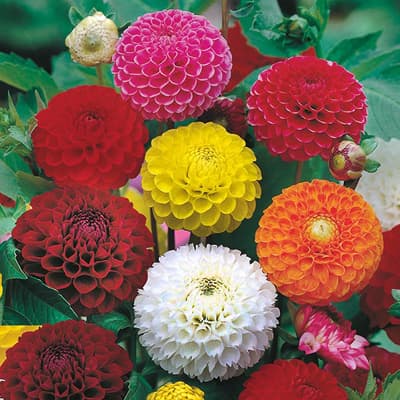 بذر گل کوکب منگوله ای الوان