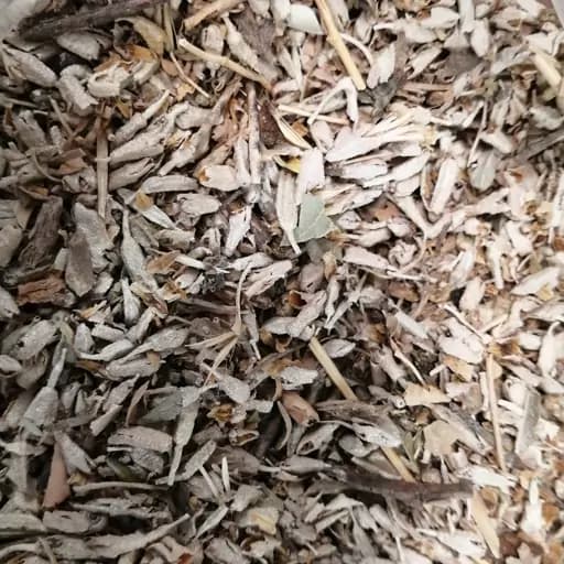 گل سنجد — تصویر ۳