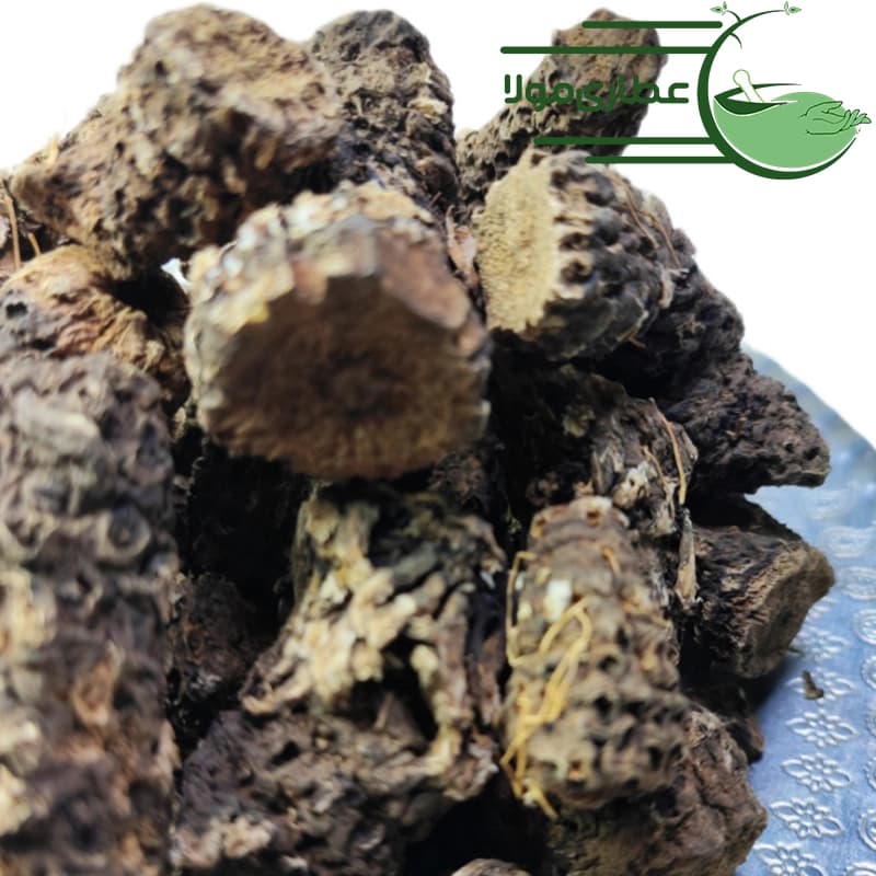 کندش سوری