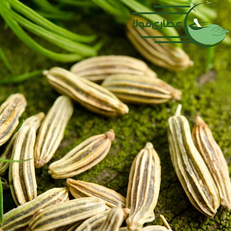 رازیانه – بادیان — تصویر ۳
