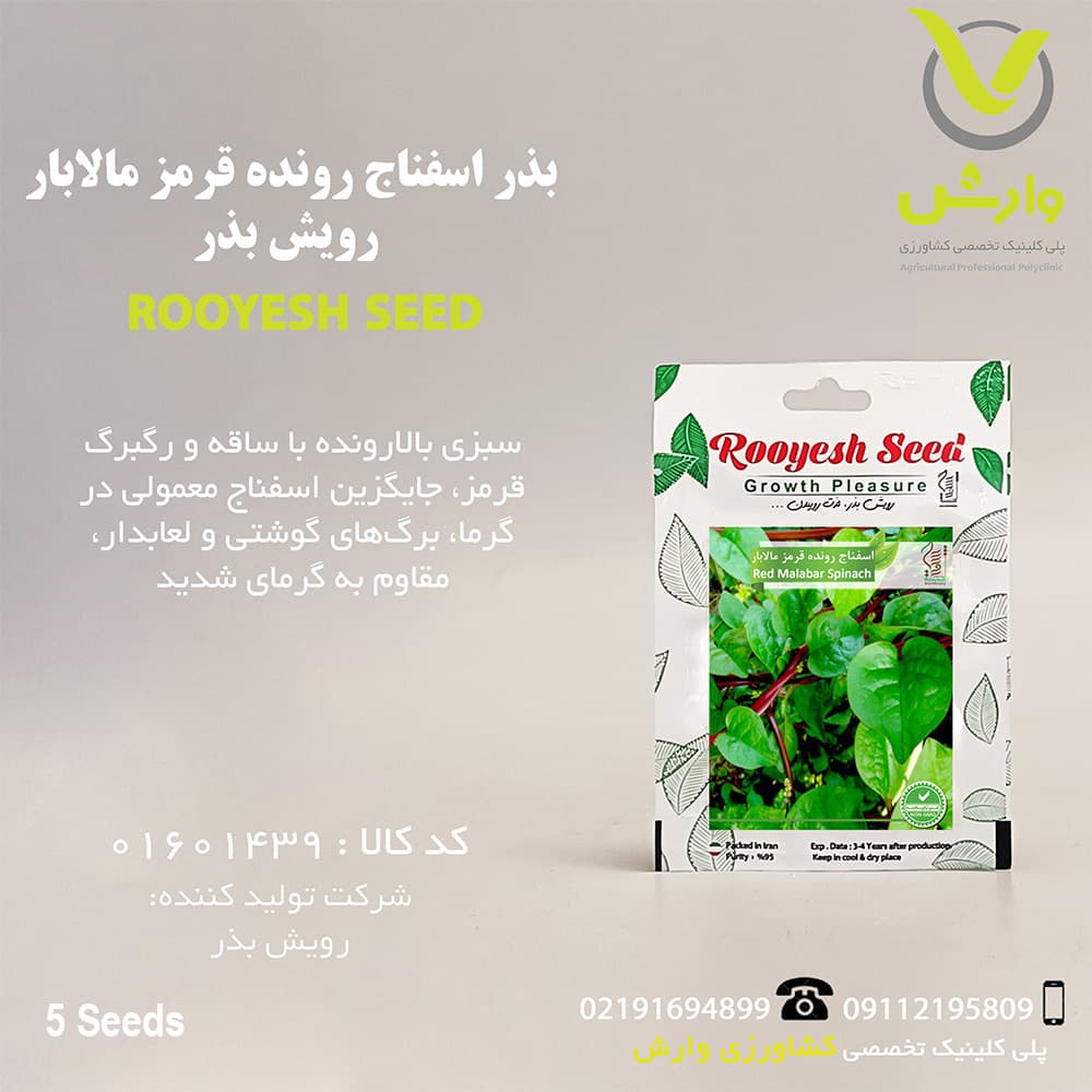بذر اسفناج رونده قرمز مالابار رویش بذر